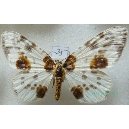 Abraxas sylvata (Scopoli, 1763) Plamiec leśniak Czech3j